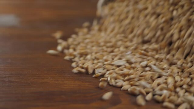 Yellow ripe dry wheat pour on wooden surface. Growth nature harvest or natural product concept. Rural agriculture summer. Plant or cultivate crop. Quality assurance concept, raw organic eco food
