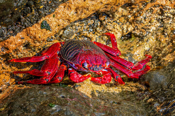 Red Crab