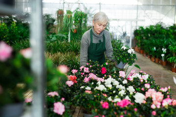 Skilled aged saleswoman working in garden shop, arranging colorful blooming azaleas in pots,...