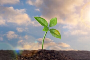 Tender first sprouts of soybean in the open field. Agricultural plants. The green soybean plant