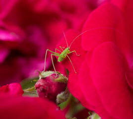 grasshopper on a red flower