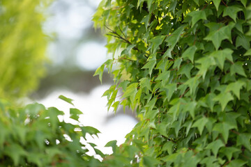 Obraz premium green leaves on a tree
