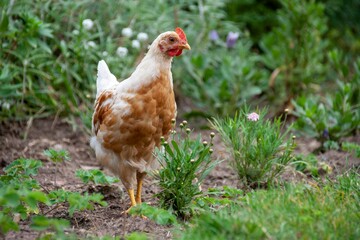 Gallina en el campo en chile