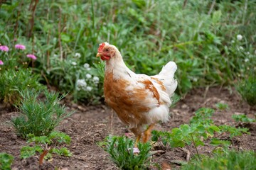 Gallina en el campo en chile