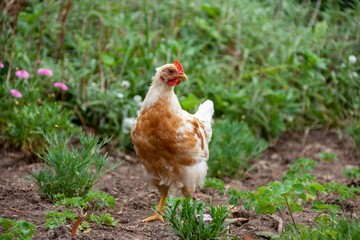 Gallina en el campo en chile