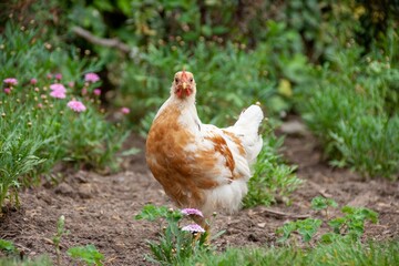 Gallina en el campo en chile