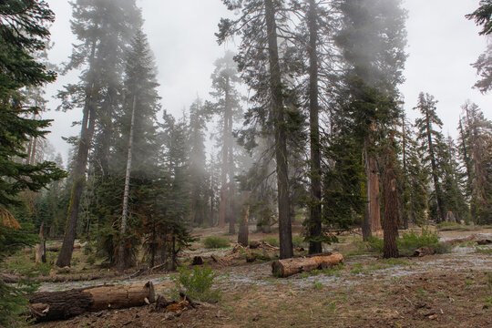 Fog Rolls - Sequoia Park, California