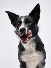dog licks his lips. Happy Border Collie with curve muzzle