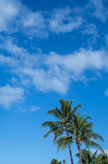 Fototapeta na wymiar palm trees on blue sky background
