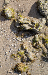 Coral and Sand with Moss in Tones of Brown along Waikiki Beach, Hawaii, for use as a Cover Photo Design.