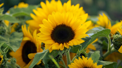 早めに咲いたひまわり畑のたくさんのひまわり