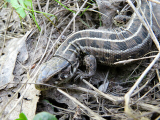 Macro nature.Funny nature.Lizard in nature.A lizard with a large insect in its mouth.