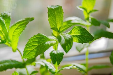 Young sprouts of peppermint (mentha piperita) in natural light.