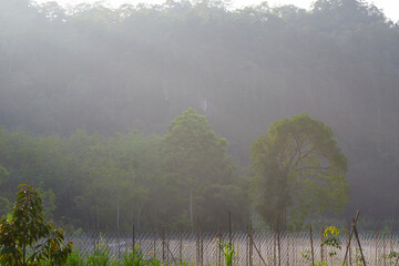 misty morning in the forest with  vegetable planter trellis