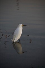 heron on the beach