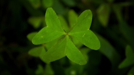 Fototapeta na wymiar four leaf clover