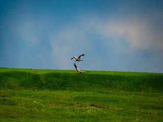 Fototapeta premium two herons fly against the background of green meadows