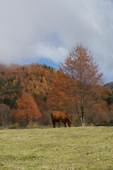 horse in the autumn