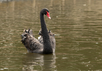 Black swan swimming in lake