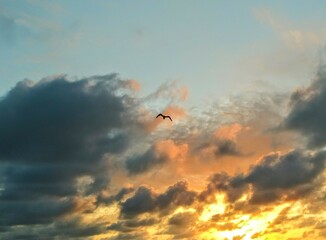 Seabird Flying Against Radiant Cloudy Sunrise