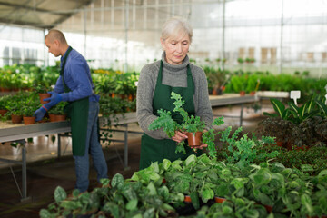 Senior woman in apron arranging plants in floral shop. Younger man working in background.