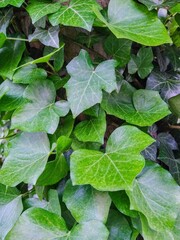 ivy leaves wrapping around tree