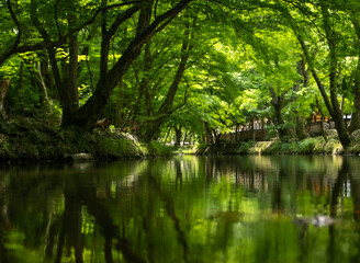 Fototapeta premium 작은강이 흐르는 푸른숲속풍경 A small river flowing through the green forest 