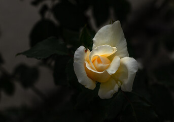탐스럽게 핀 노란장미
a yellow rose that blooms
 - obrazy, fototapety, plakaty