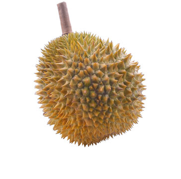Durian on white background.Durian is the king of fruit, durian fruit is large.