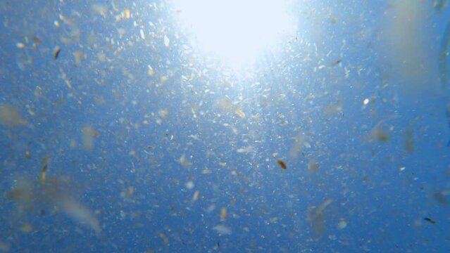 Pieces of algae float in blue water illuminated by sun rays breaking through water column. Diver swims in water with pieces of algae first point view