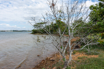 Vegetação na beira do lago
