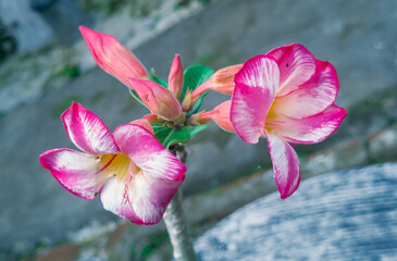 Fototapeta na wymiar Red frangipani plants combined with white in the school garden