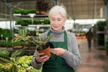Skilled elderly saleswoman doing inventory in garden center using smartphone to scan barcode on potted plant. Stock control concept - obrazy, fototapety, plakaty