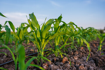 young green maize corn in the agricultural cornfield wets with dew in the morning, animal feed agricultural industry