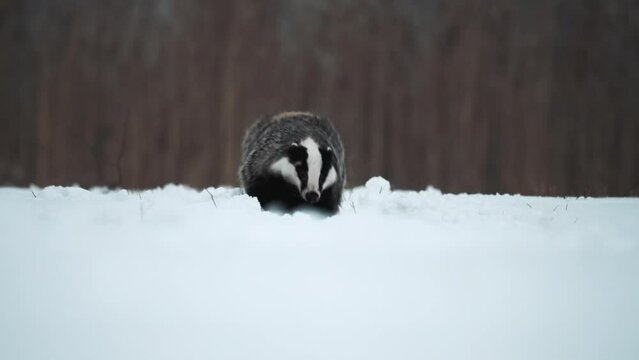 A strong and hungry badger (Meles meles) runs directly against the camera. There is snow on the ground, it is cold.