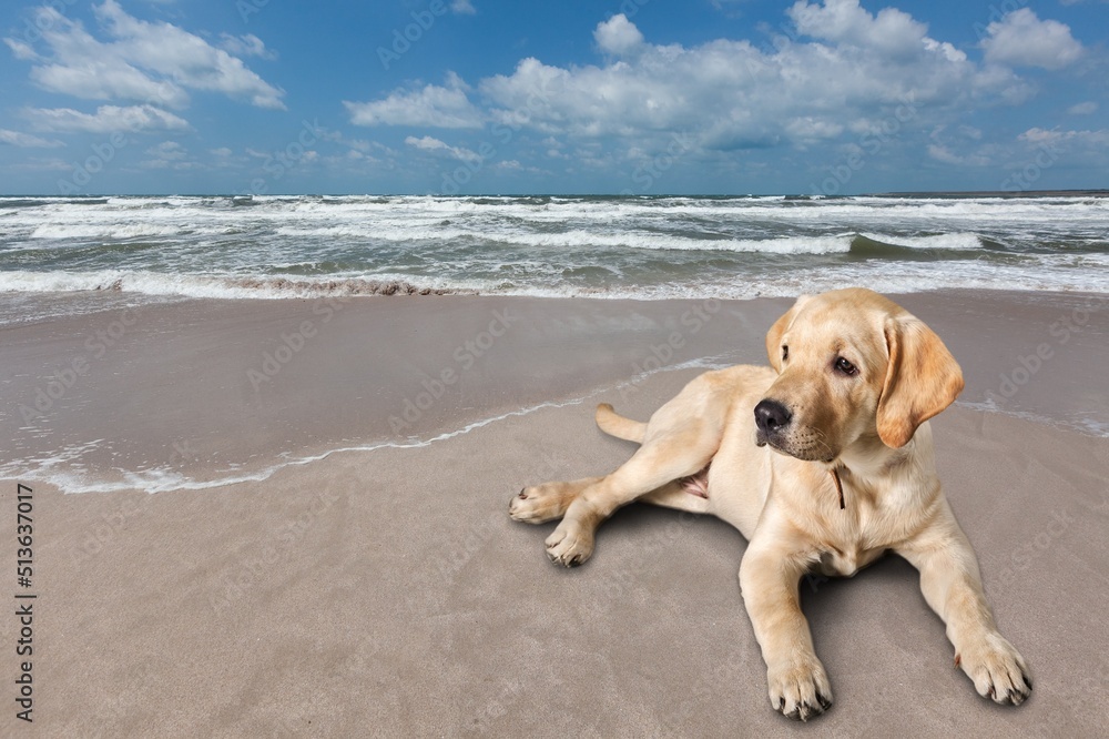 Canvas Prints Cute young dog sitting on the sand beach