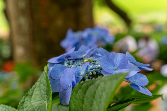 西洋紫陽花 Images Browse 265 Stock Photos Vectors And Video Adobe Stock