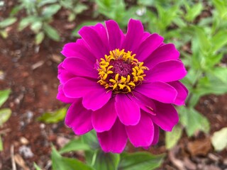 Obraz premium pink flower