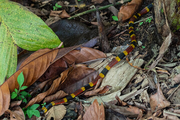 Serpentine Encounter: Amidst sloths in a Costa Rican park, nature unfolds its secrets as a vibrant coral snake gracefully crosses our path