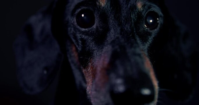 Portrait of an elderly confused dachshund dog looking around, close-up in the dark. The dog is afraid of the dark because of the disease, decreased vision. Portrait of a dog low key