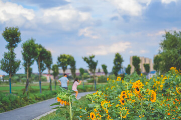Blue sky, white clouds and  beautiful sunflowers