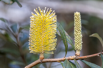 Coast banksia tree in flower (Banksia integrifolia)