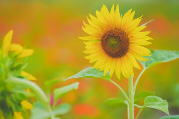 Obraz premium The beautiful sunflower sea in summer in June