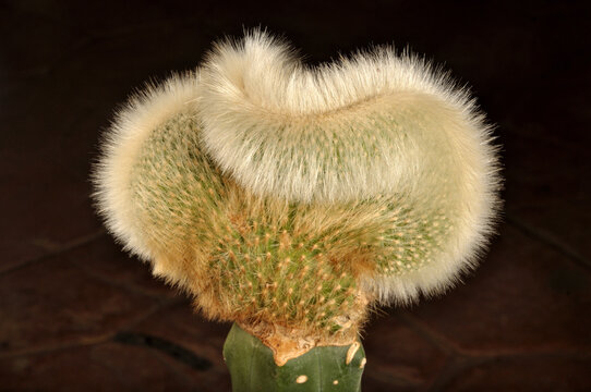 cactacea injerto