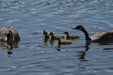 Canada Goose Family in the Water