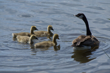 Canada Goose Family in the Water
