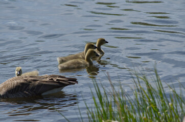 Canada Goose Family in the Water