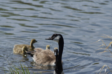Canada Goose Family in the Water