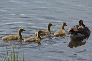 Fototapeta premium Canada Goose Family in the Water