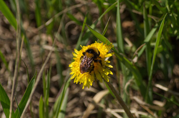 A Bee on a Dandelion 